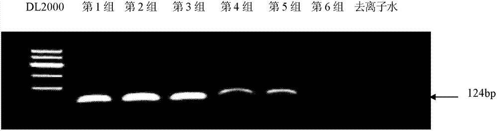 Primer pair and kit for detecting methylation state of DNA at cell DACH1 gene promoter region