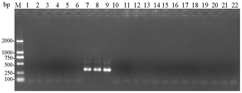 Primer group for identifying storage book lice and application of primer group