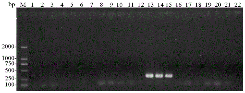 Primer group for identifying storage book lice and application of primer group