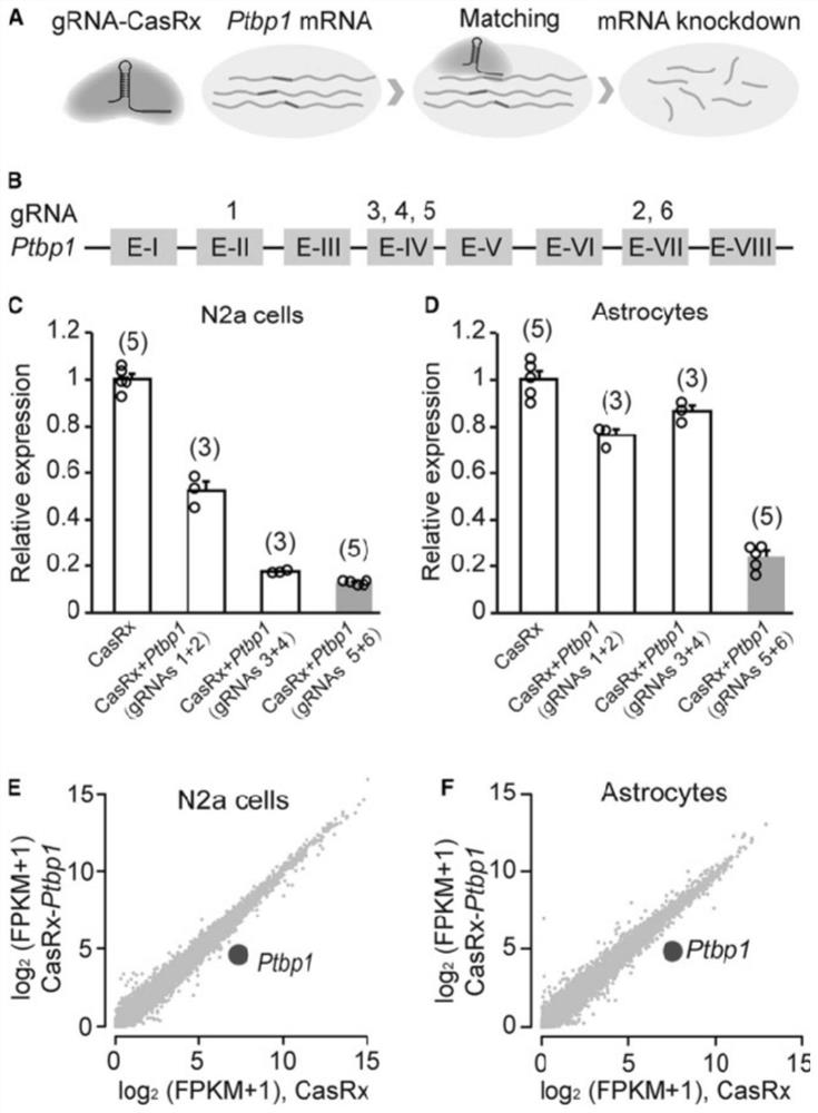 Application of Ptbp1 inhibitor in preventing and/or treating nervous system diseases related to functional neuron death