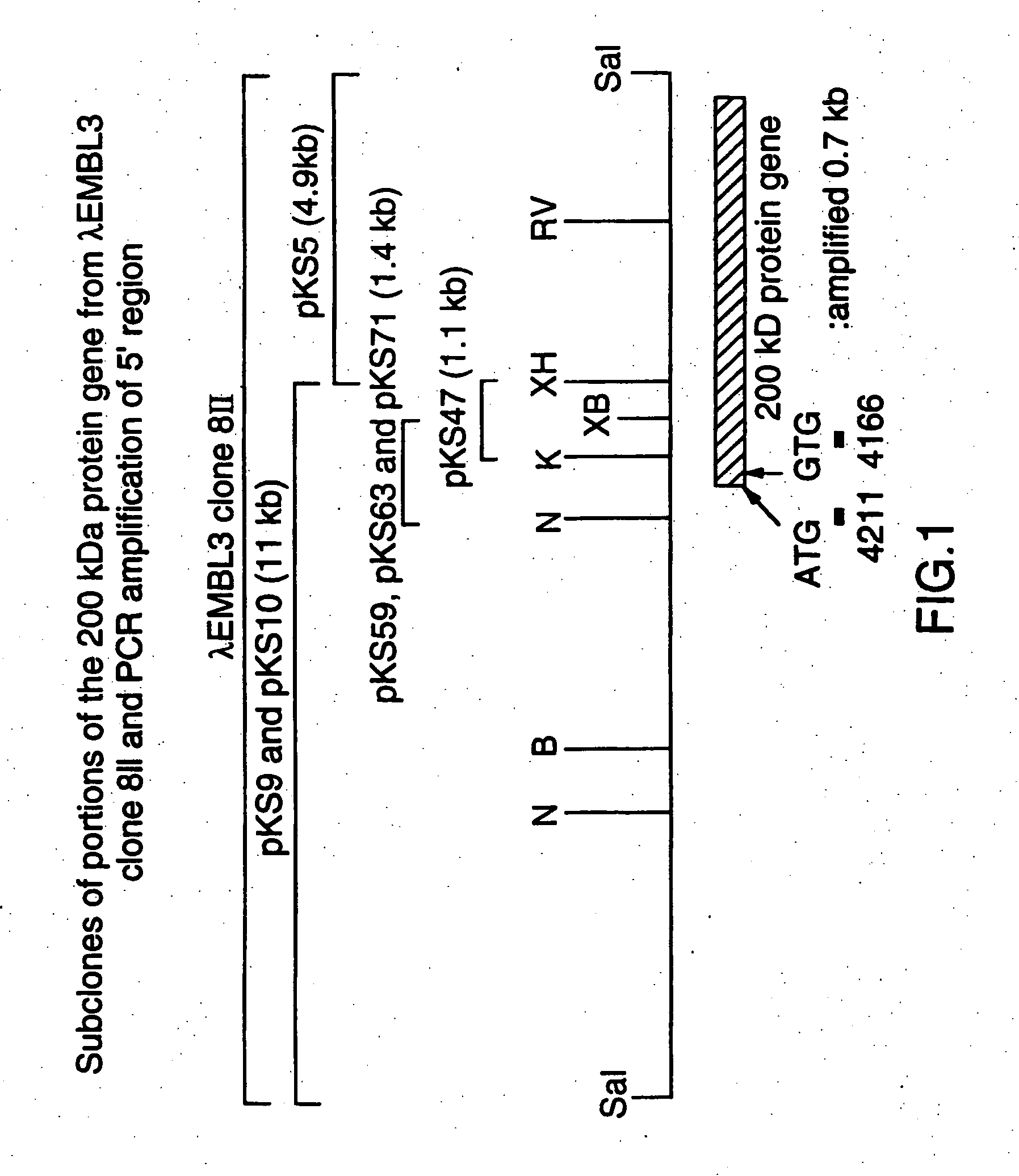 Recombinant high molecular weight major outer membrane protein of moraxella