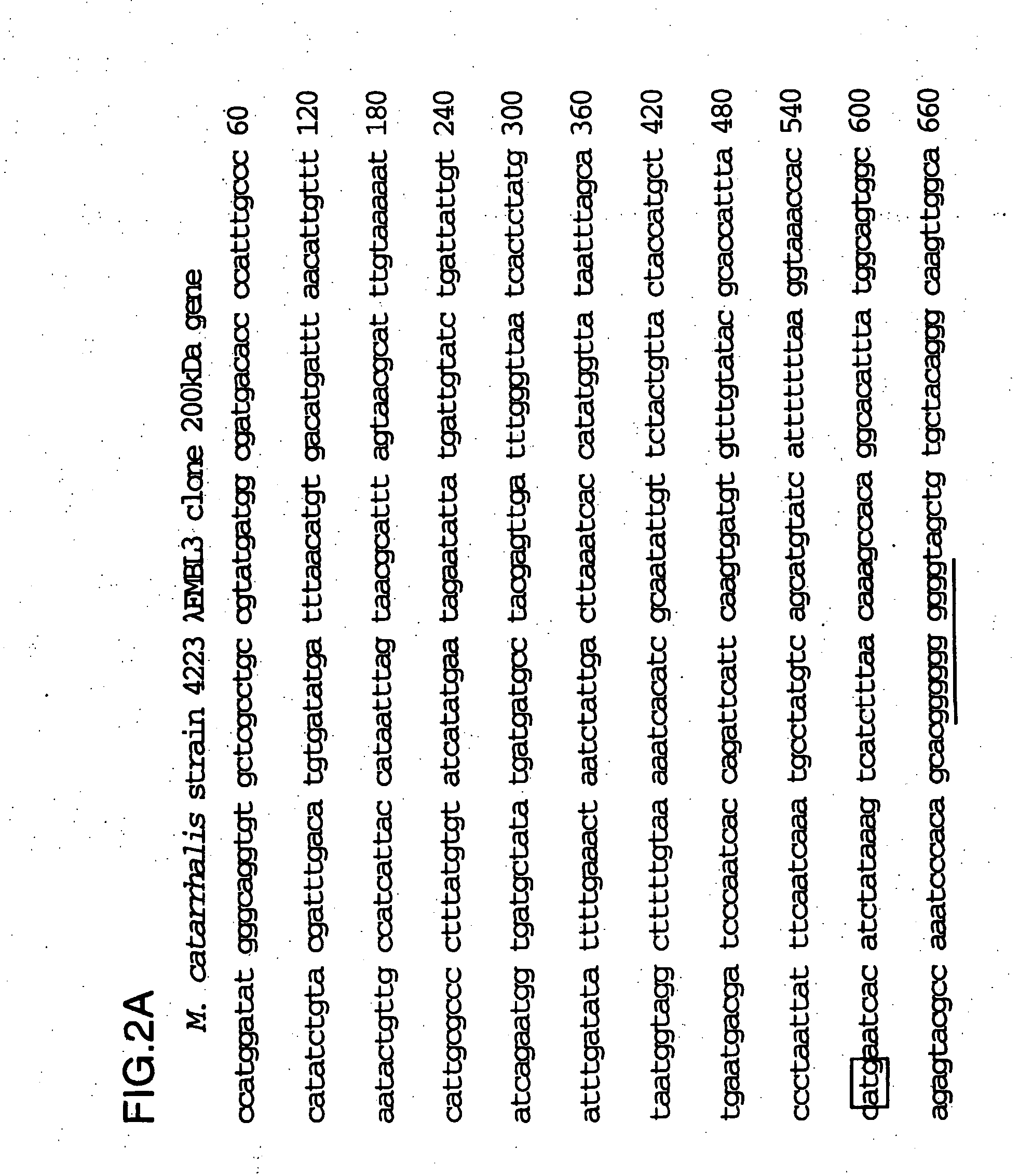 Recombinant high molecular weight major outer membrane protein of moraxella