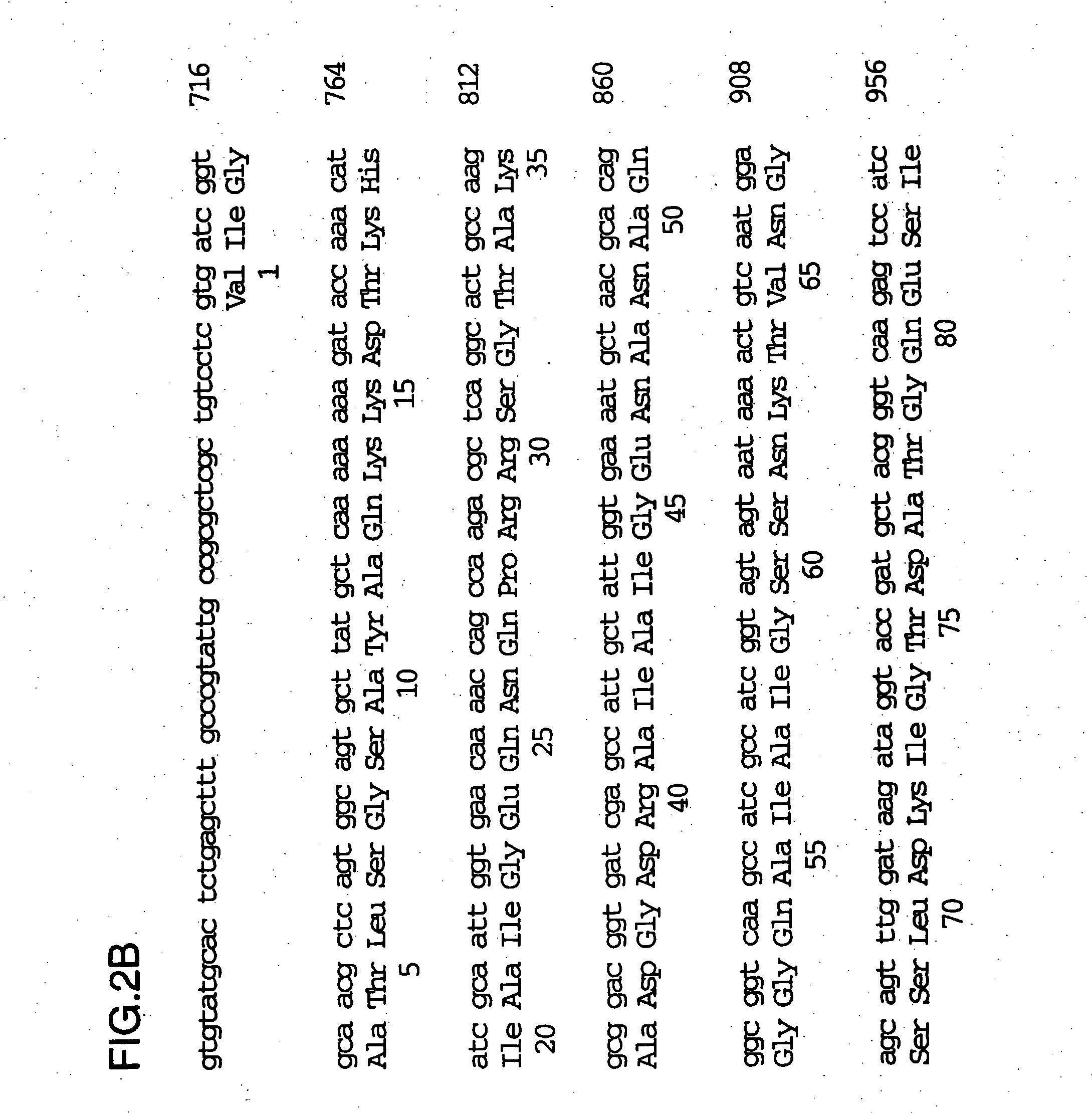 Recombinant high molecular weight major outer membrane protein of moraxella