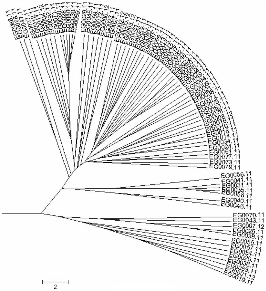 Combination of MNP Core Primers for Molecular Identification of Eggplant DNA Varieties and Its Application