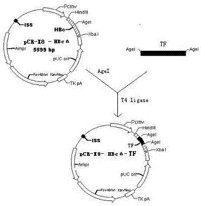 Tumor nucleic acid vaccine based on tissue factor as well as preparation method and application of vaccine