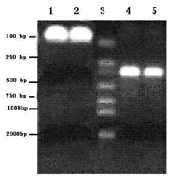 Tumor nucleic acid vaccine based on tissue factor as well as preparation method and application of vaccine