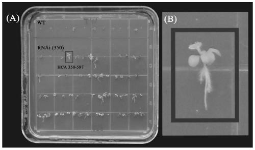 Application of novel cucumber gene in improving photosynthesis and promoting plant growth and autotoxicity resistance