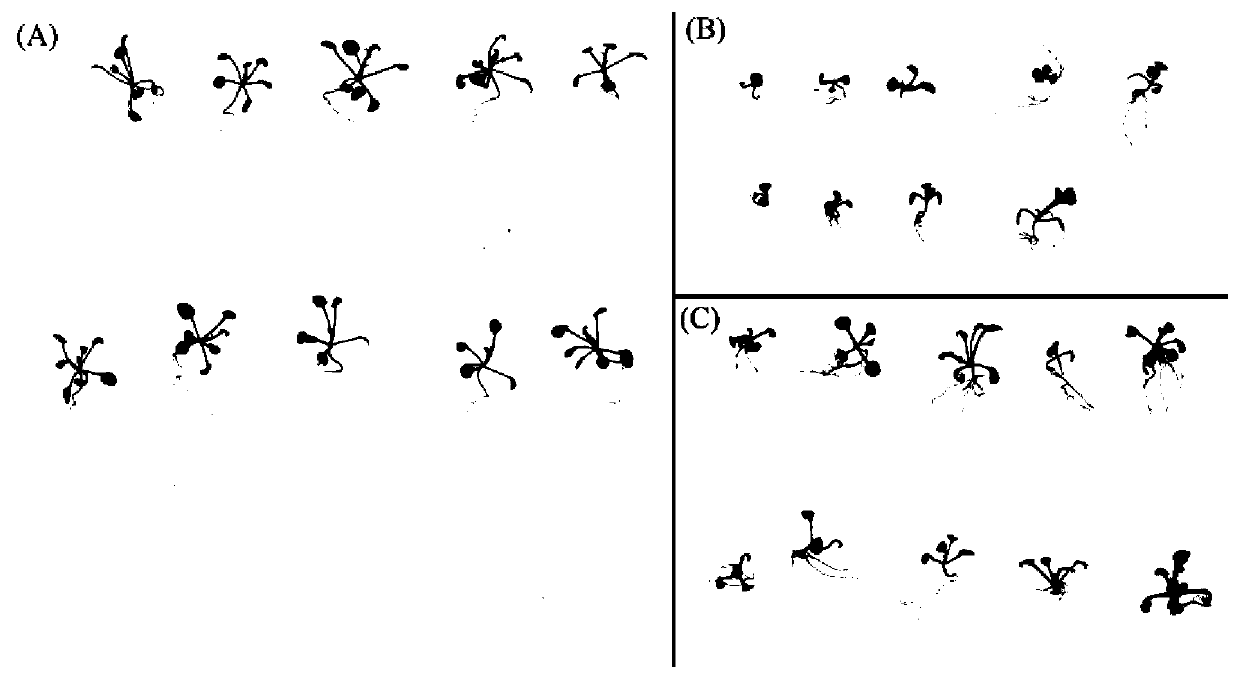 Application of novel cucumber gene in improving photosynthesis and promoting plant growth and autotoxicity resistance