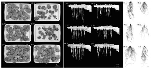 Application of novel cucumber gene in improving photosynthesis and promoting plant growth and autotoxicity resistance