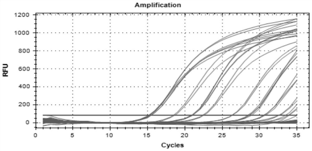 Method for detecting directional distribution of human mesenchymal stem cells in animal body