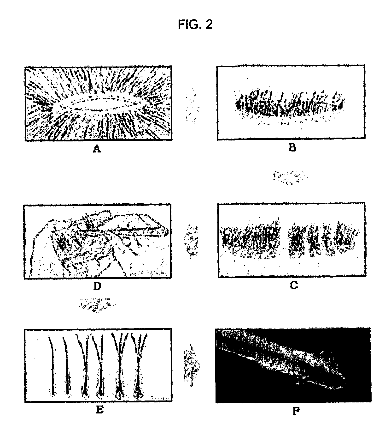 Method For the Preparation of a Dermal Papilla Tissue Having Hair Follicle Inductive Potency