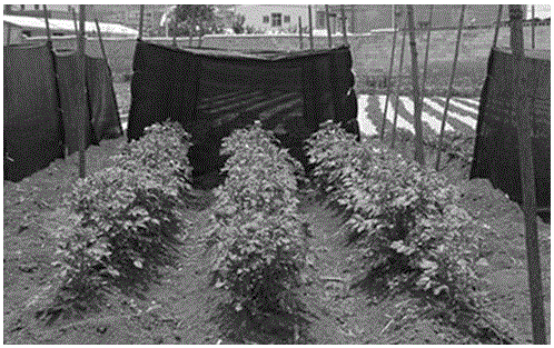 High-ridge concave-groove secondary earthing sunshading drought-resistant high-yield cultivation method for potatoes