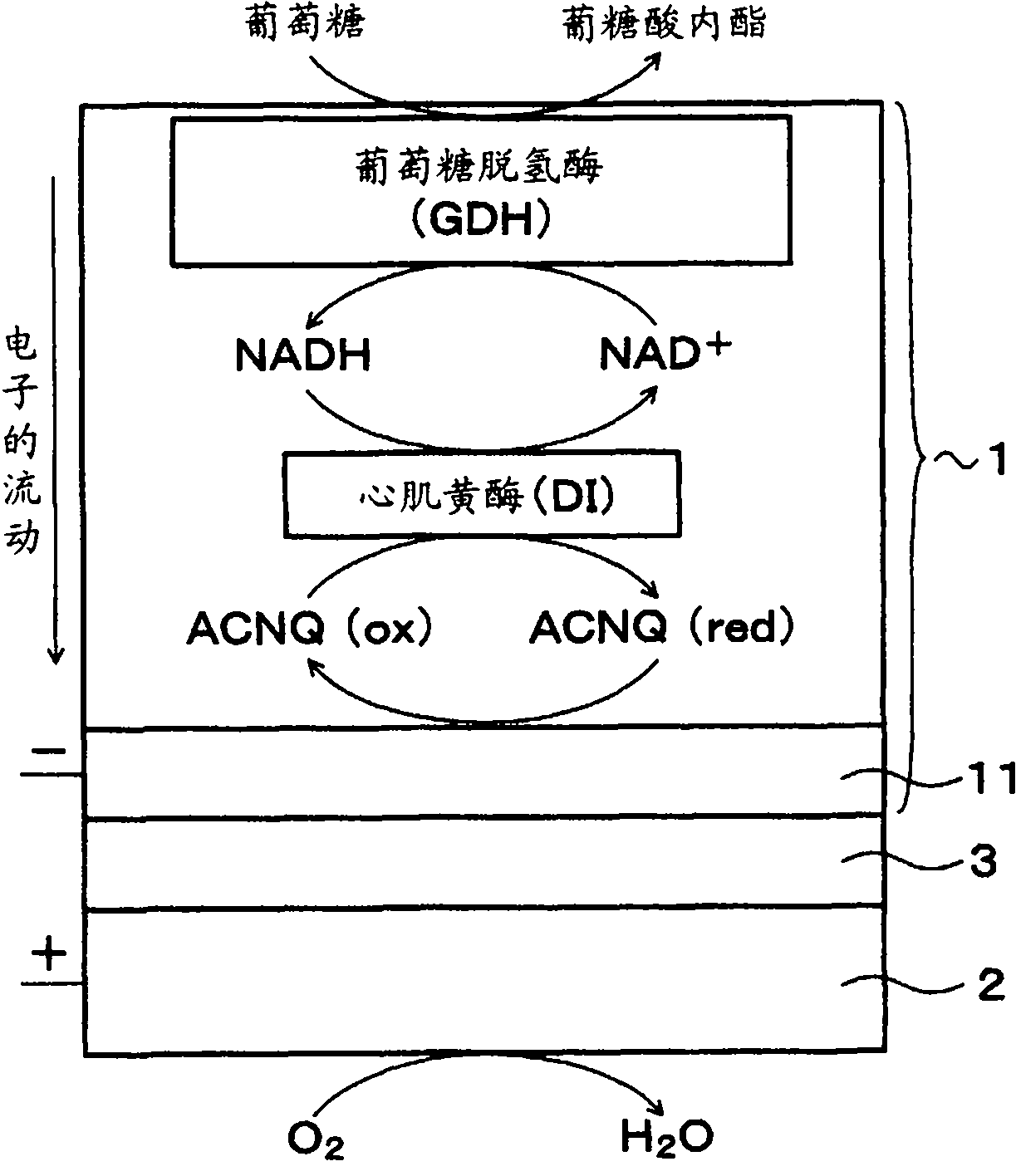 Fuel cell, method of manufacturing same, electronic device, immobilized-enzyme electrode, method of manufacturing same, water repellent agent, and enzyme immobilization material