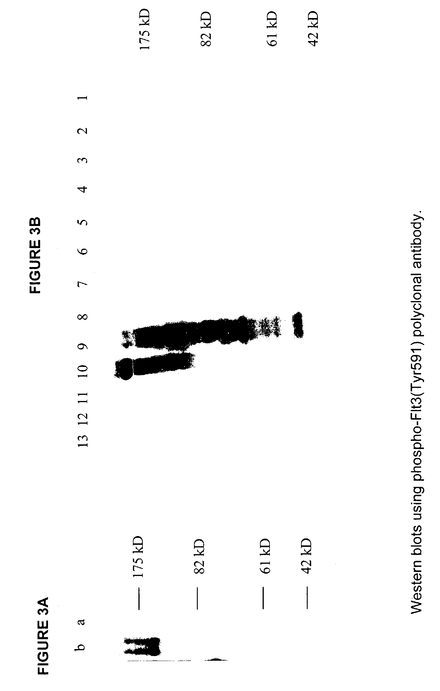 Phospho-specific antibodies to Flt3 and uses thereof