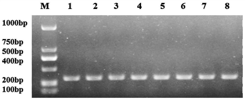Reagent for detecting SNP molecular marker combination related to anti-nervous necrosis virus character of epinephelus