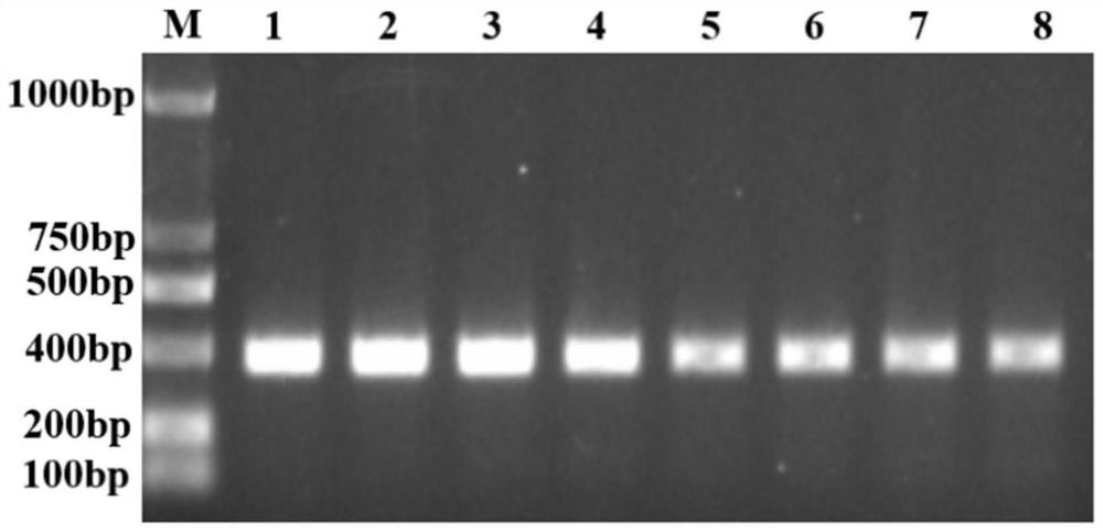 Reagent for detecting SNP molecular marker combination related to anti-nervous necrosis virus character of epinephelus