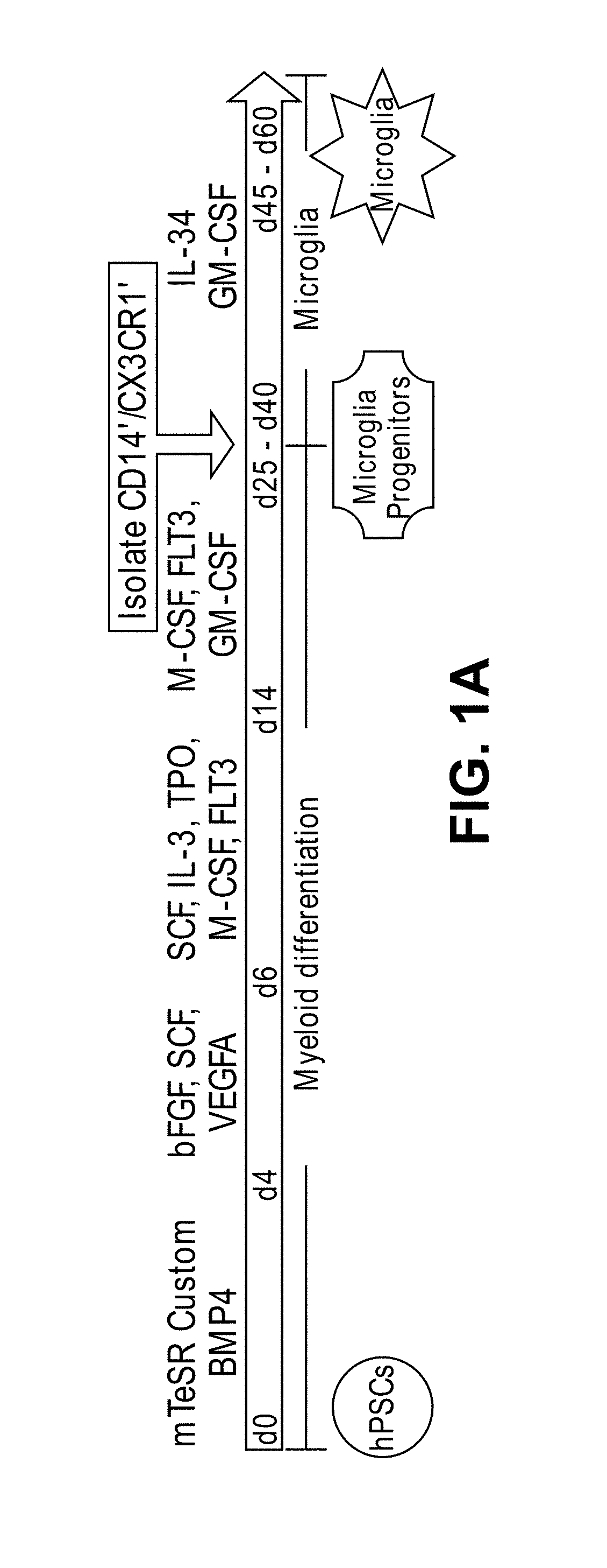 Microglia derived from pluripotent stem cells and methods of making and using the same