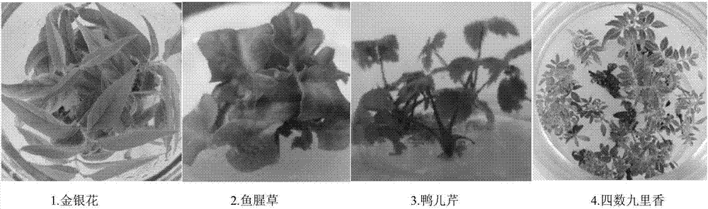 Method applicable to rapid propagation of various plants