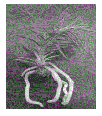 Isolated rooting culture method for fir clone