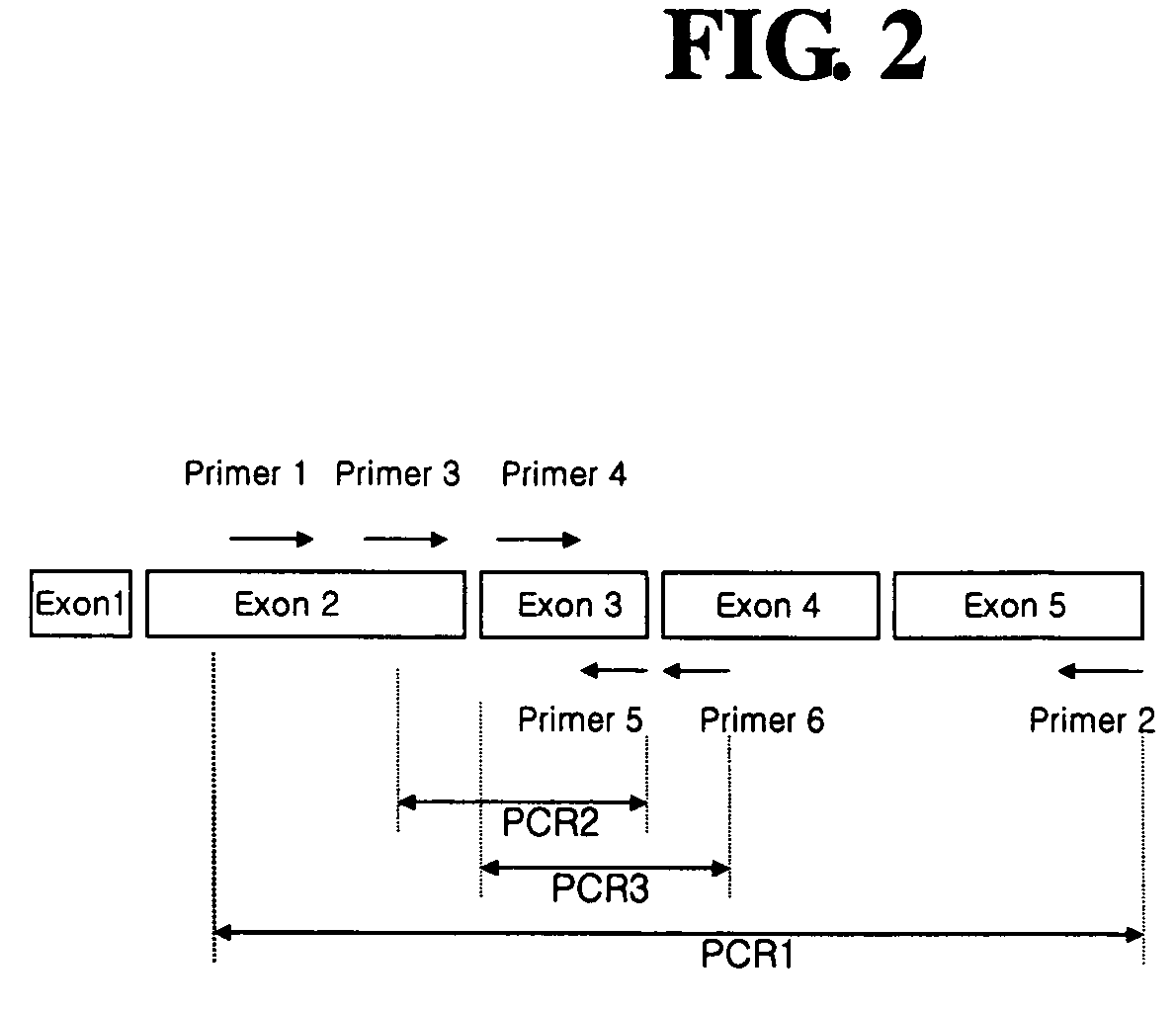 Diagnostic method for cancer characterized in the detection of the deletion of G-CSF exon 3