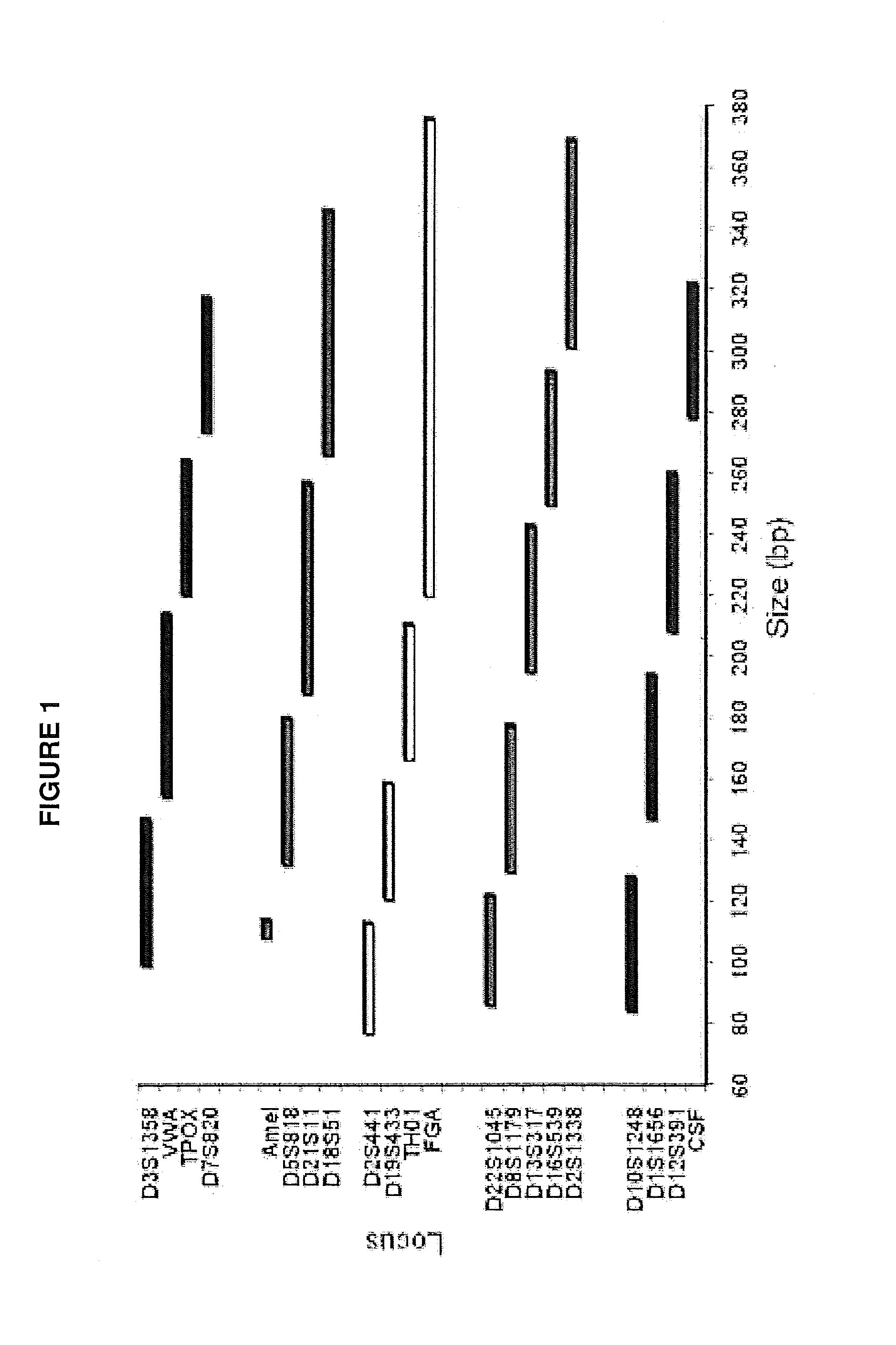 Methods and kits for multiplex amplification of short tandem repeat loci