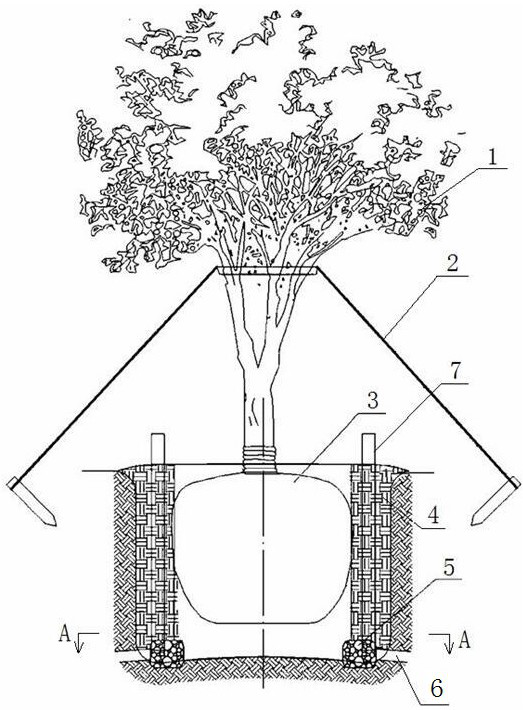 The construction method of in-situ soil improvement and restoration by tree ball isolated island method