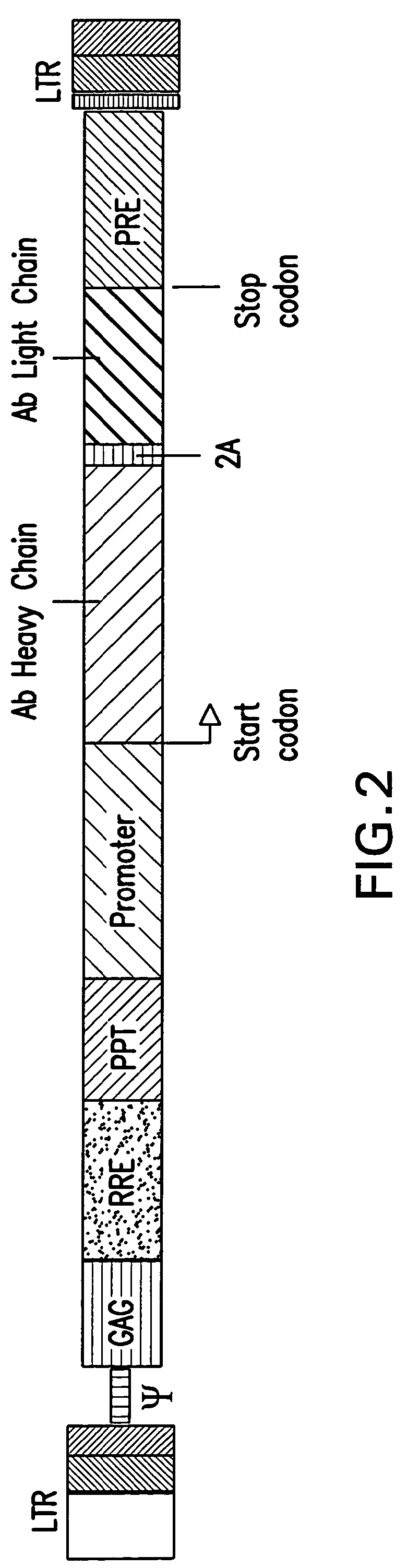 Compositions and methods for generating multiple polypeptides from a single vector using a virus derived peptide cleavage site, and uses thereof