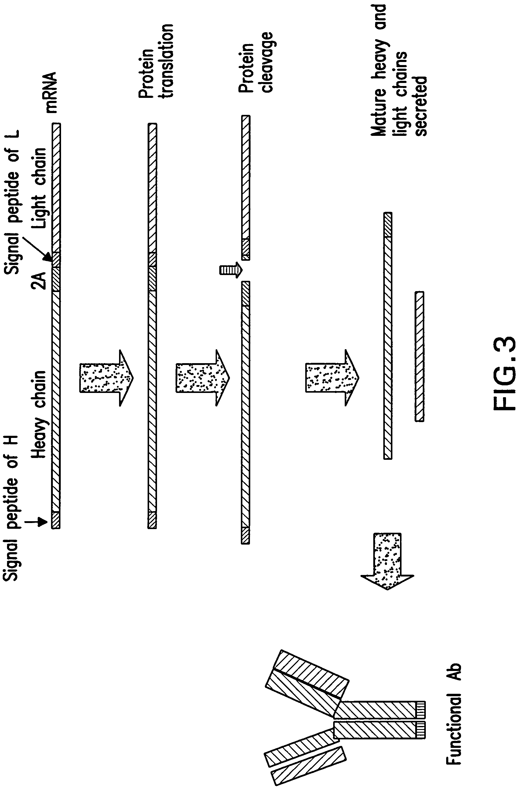 Compositions and methods for generating multiple polypeptides from a single vector using a virus derived peptide cleavage site, and uses thereof