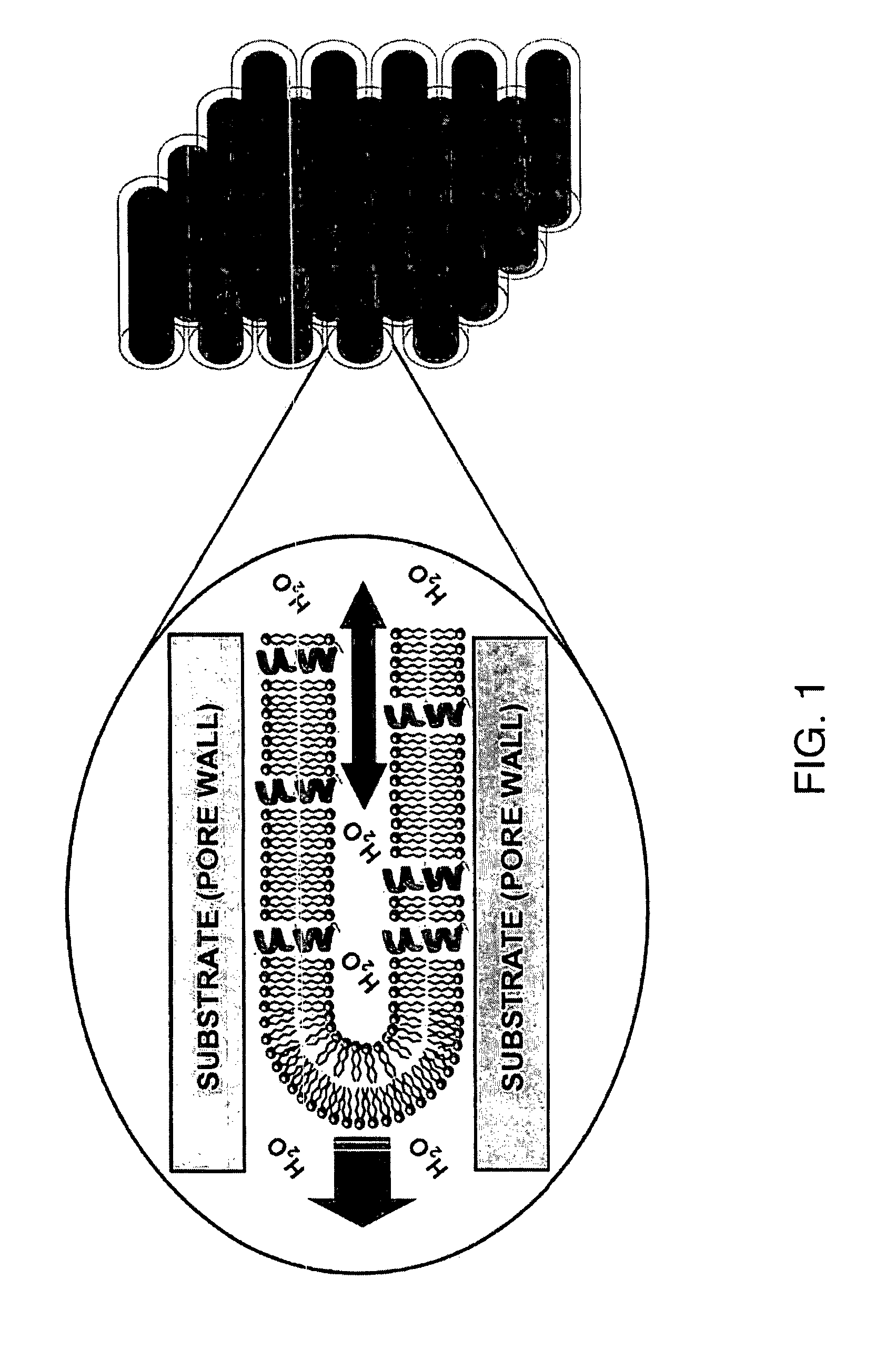 Solid-state NMR method for screening cell membrane protein binding drug candidates