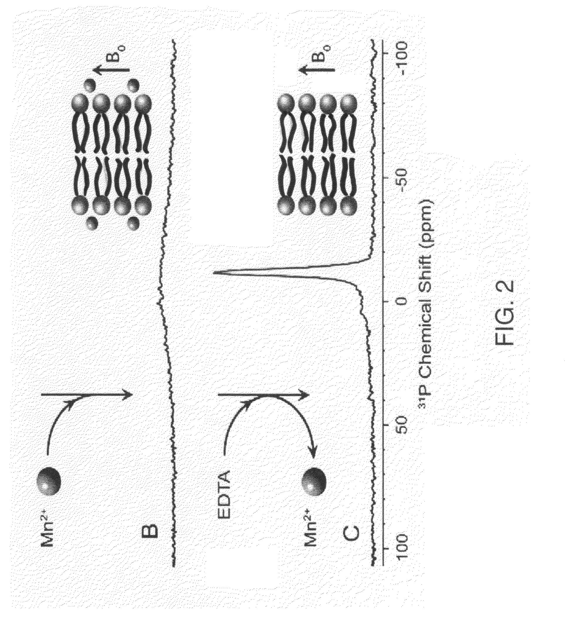 Solid-state NMR method for screening cell membrane protein binding drug candidates