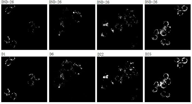 A kind of near-infrared lysosome fluorescent indicator and its application