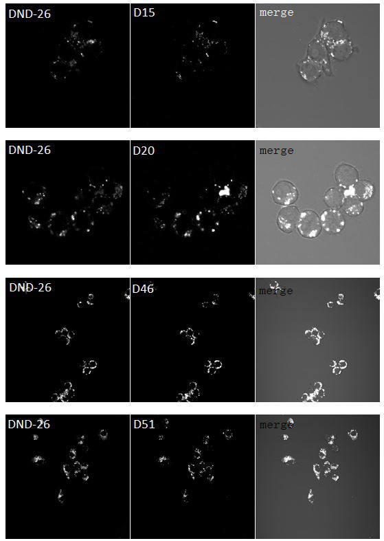 A kind of near-infrared lysosome fluorescent indicator and its application