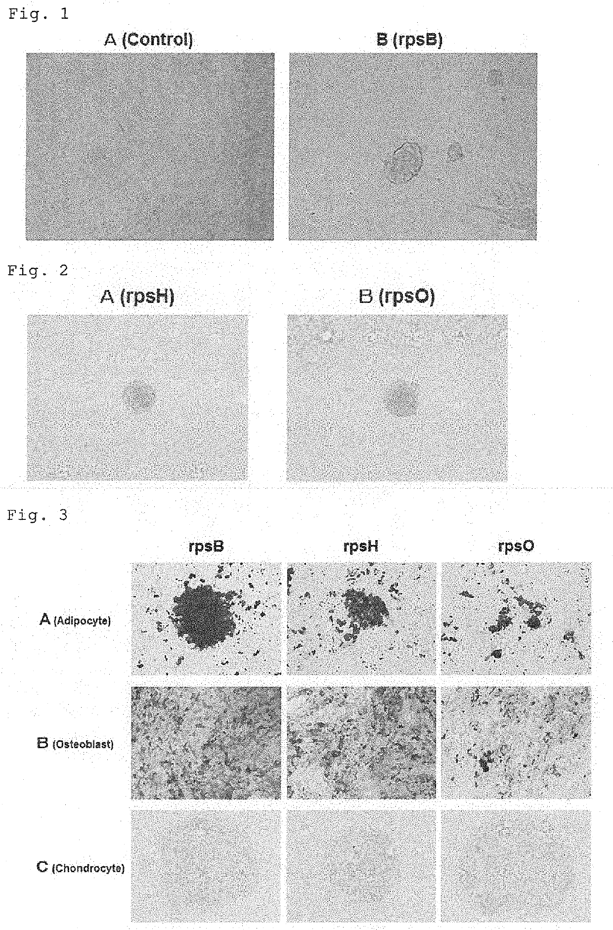 Composition inducing cell reprogramming and production method for multifunction cells using said composition