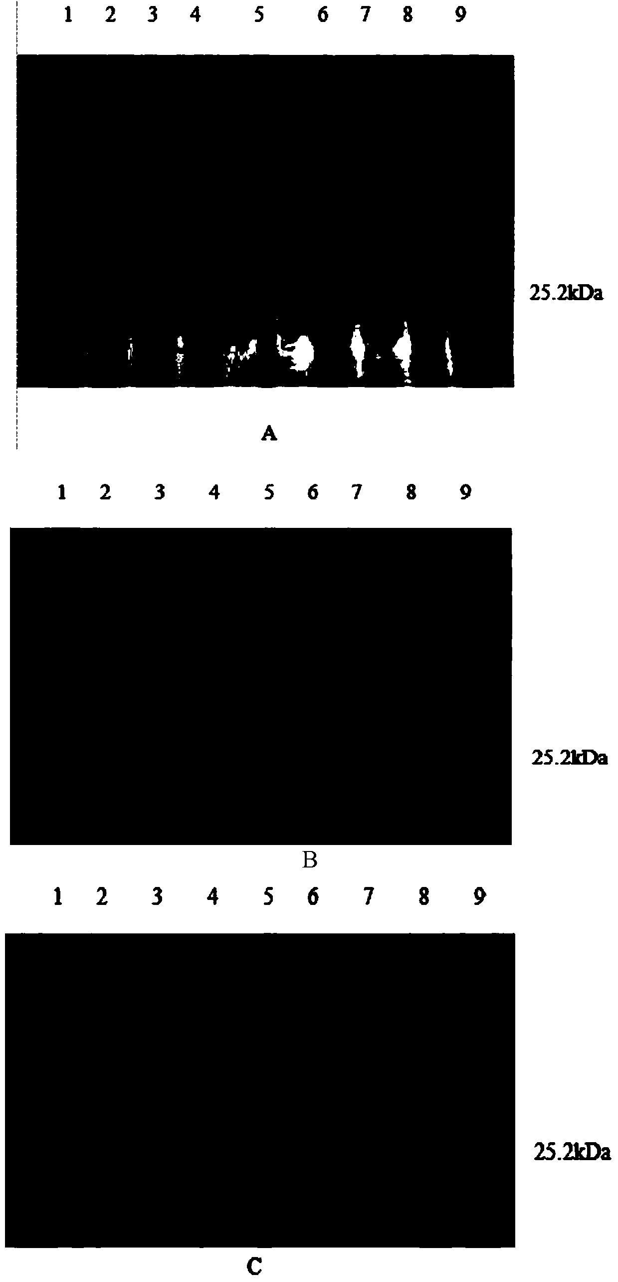 Alcohol dehydrogenase mutant and application thereof