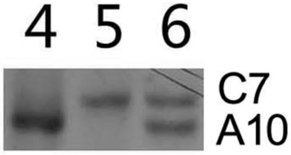 Molecular markers for identification of a10 and c07 chromosome segregation in hybrids between Chinese cabbage and Ethiopian mustard and their progeny