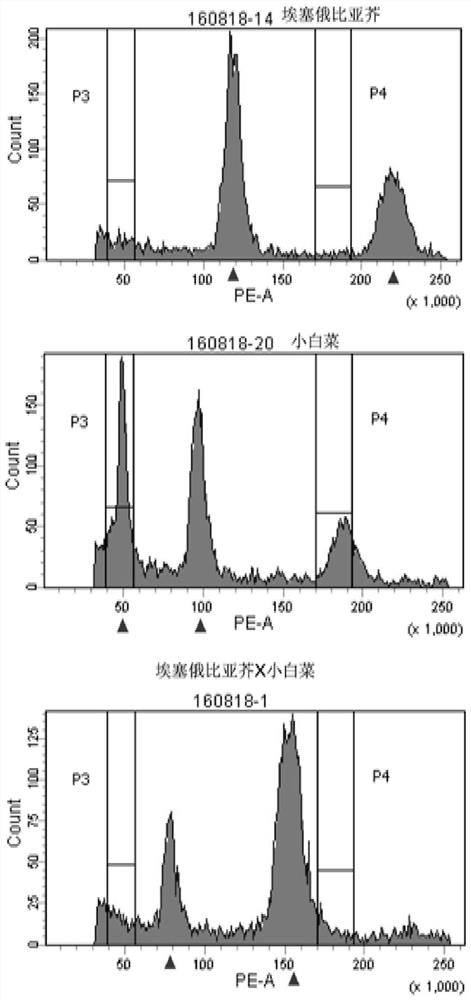 Molecular markers for identification of a10 and c07 chromosome segregation in hybrids between Chinese cabbage and Ethiopian mustard and their progeny