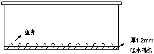 Water-free hatching method for medaka eggs