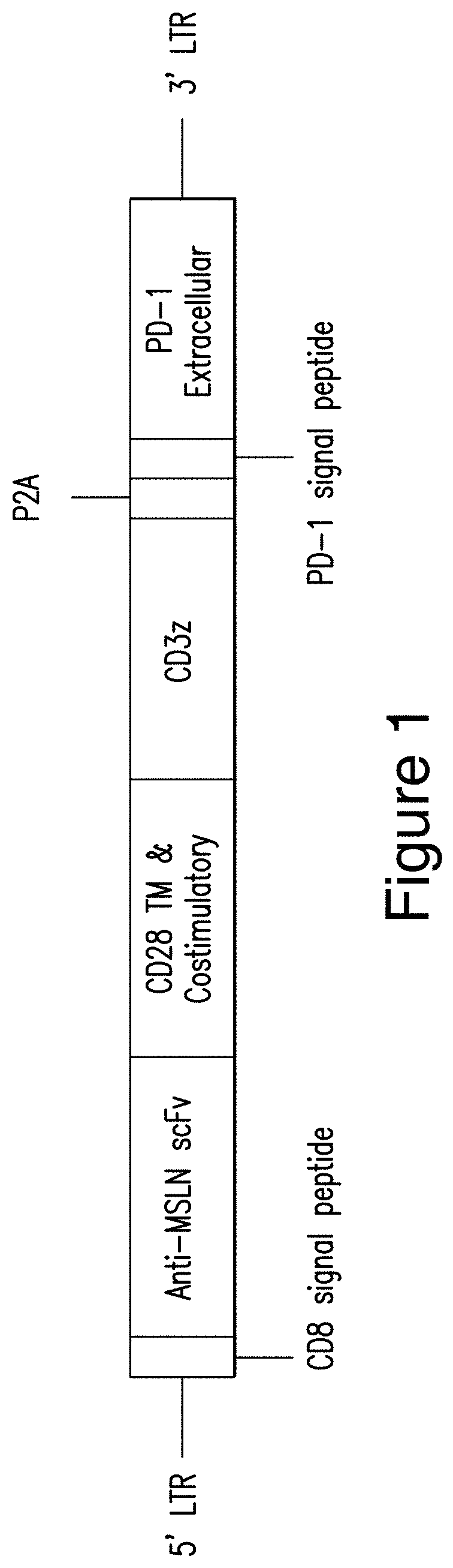 Mesothelin cars and uses thereof