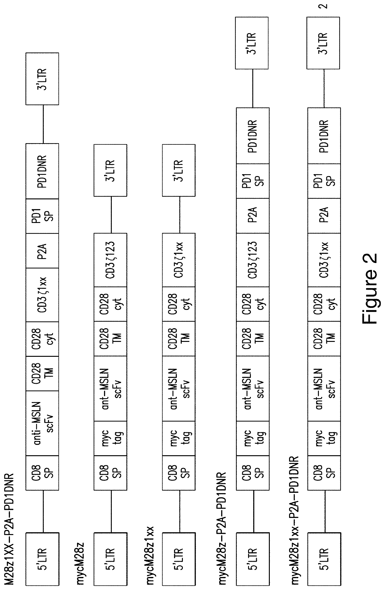 Mesothelin cars and uses thereof