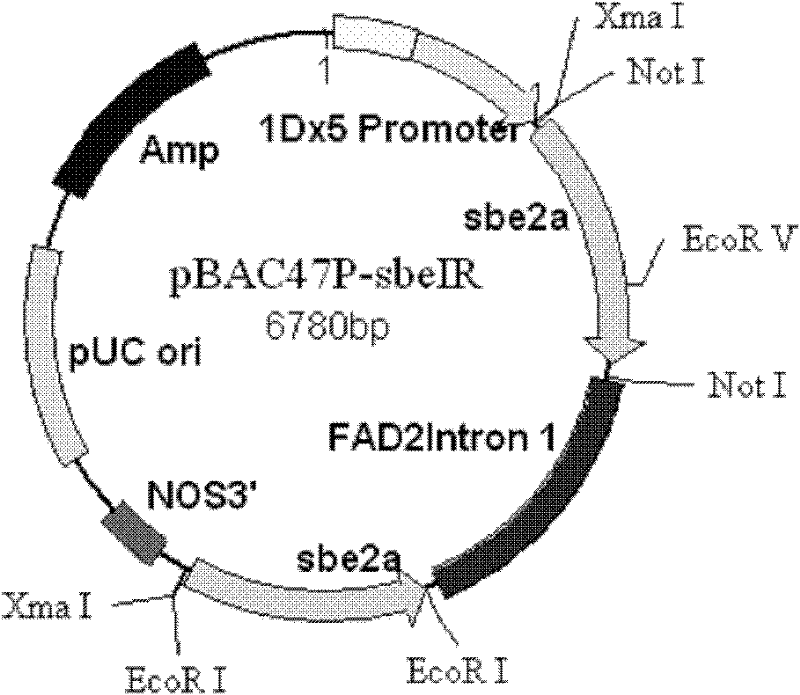 DNA molecule for expressing hairpin RNA for inhibiting wheat starch branching enzyme IIa (SBEIIa) and application thereof
