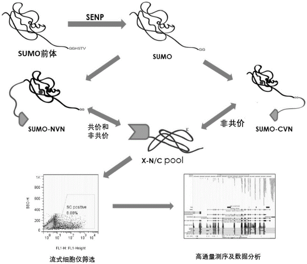 High throughput test method for SUMO modification substrate in living cells and application thereof