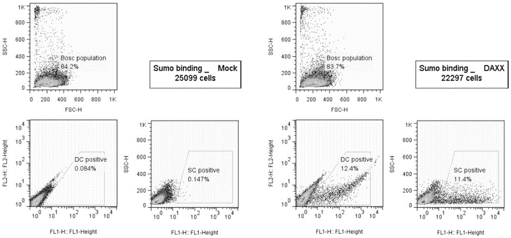 High throughput test method for SUMO modification substrate in living cells and application thereof