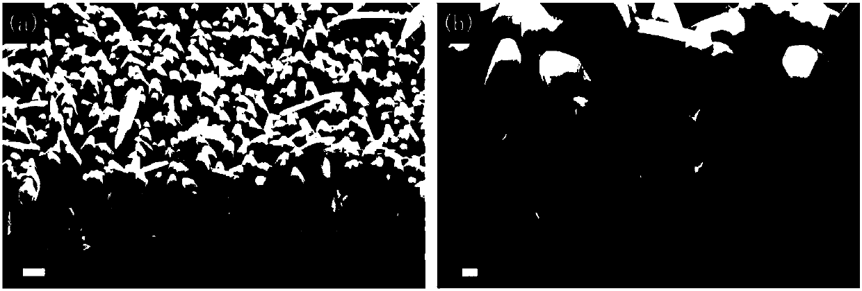 A kind of preparation method of porous zinc oxide nanowire array