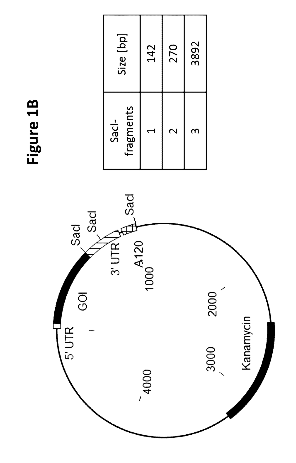 Stabilization of poly(a) sequence encoding DNA sequences