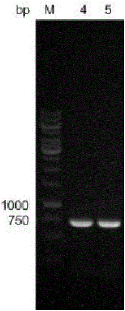 Recombinant corynebacterium glutamicum expressing vgb gene and application of recombinant corynebacterium glutamicum