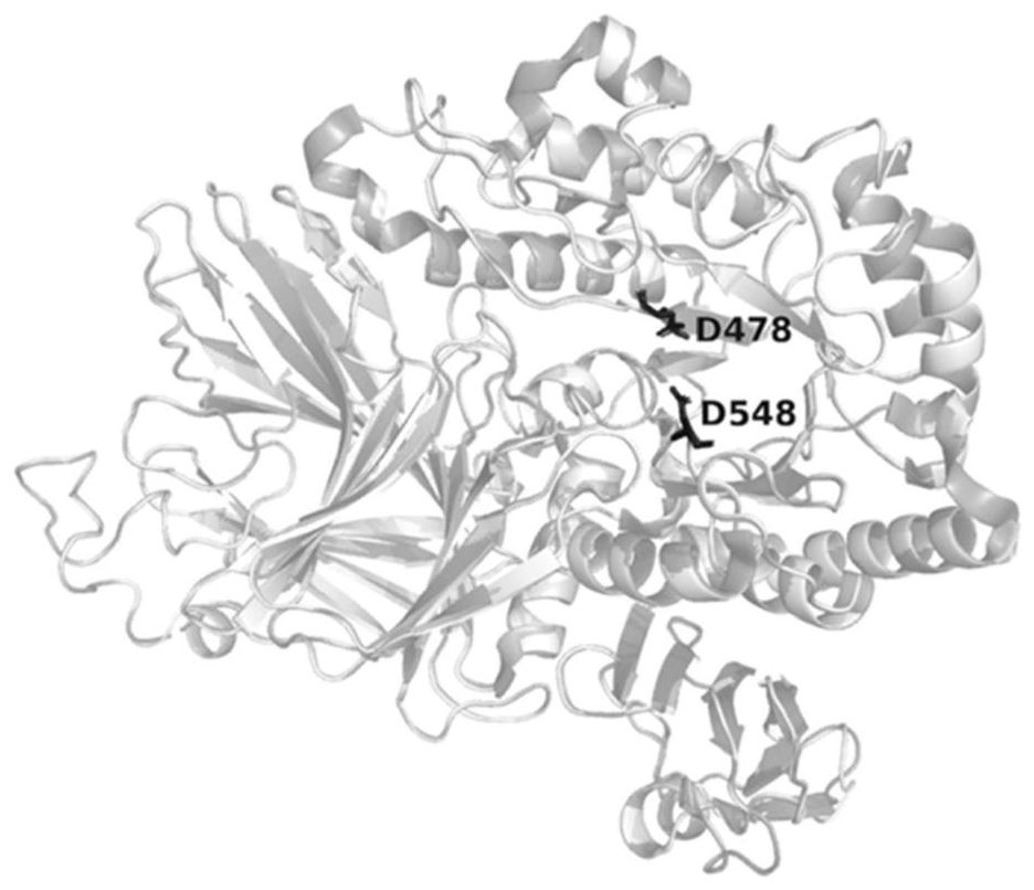 Alpha-galactosidase mutant and application thereof