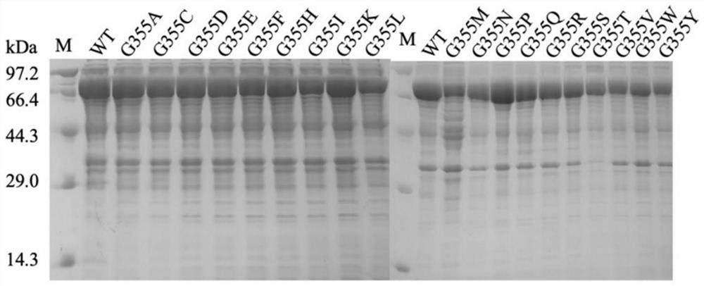 Alpha-galactosidase mutant and application thereof