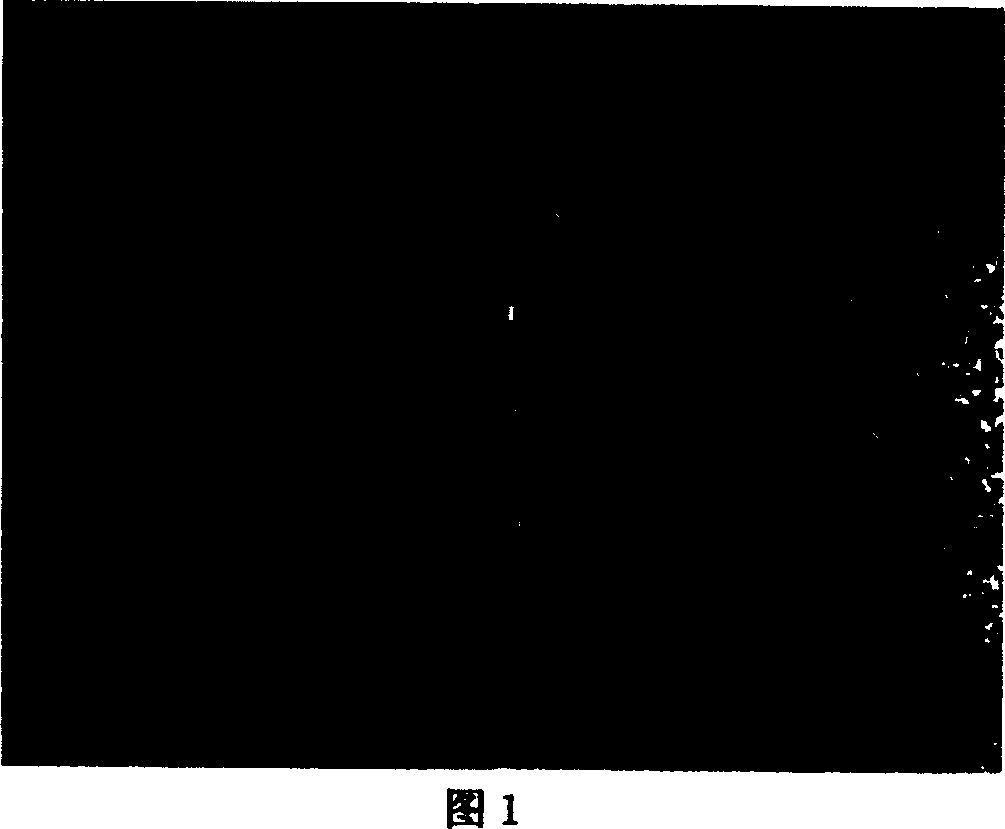 Hydrophilic antifrosting coating