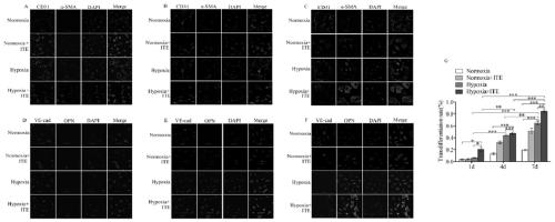 Application of ITE in preparation of drugs for preventing and/or treating cardiopulmonary circulatory system diseases