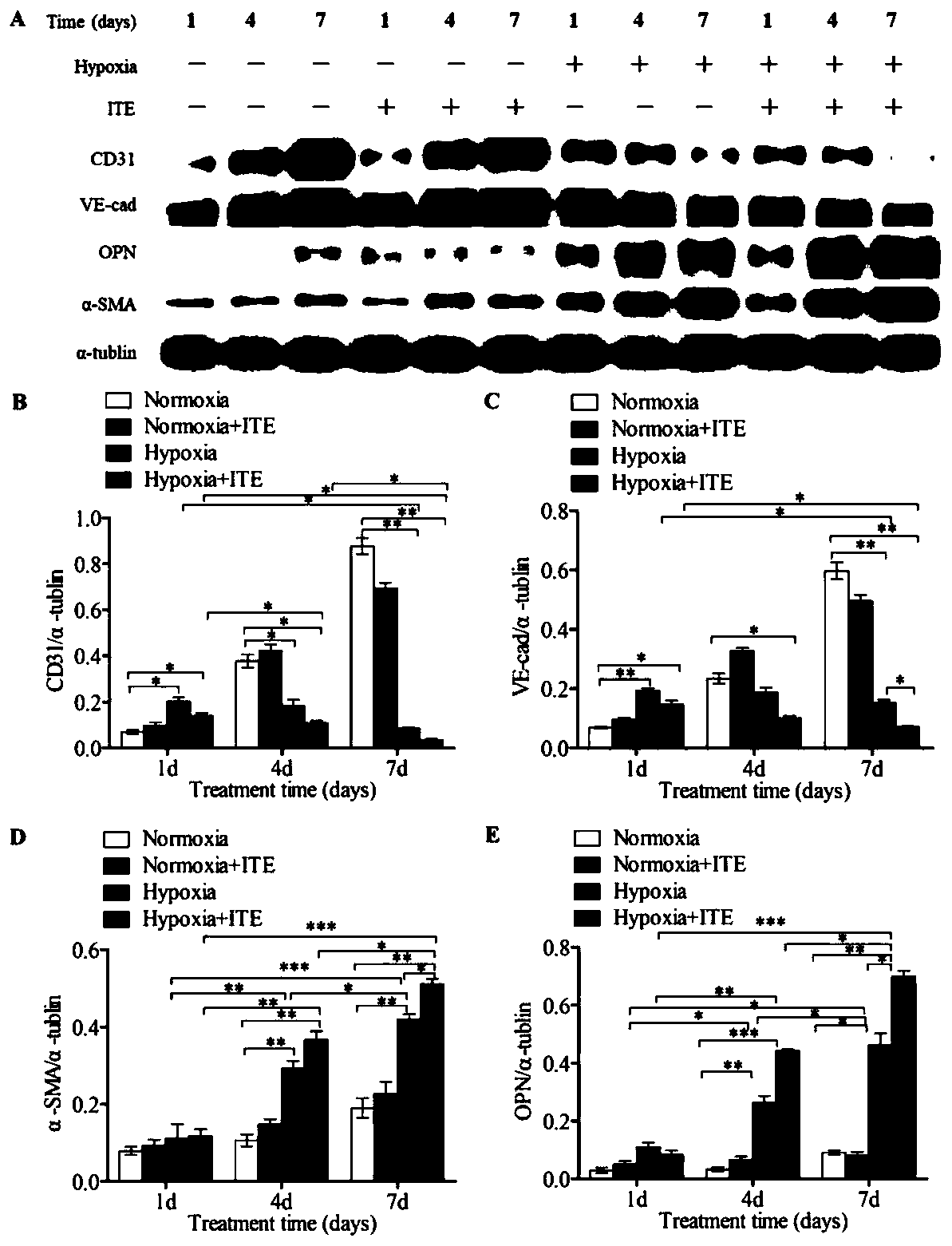 Application of ITE in preparation of drugs for preventing and/or treating cardiopulmonary circulatory system diseases